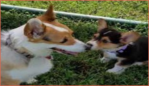 Hammy and Olivia Obituray: Who Were They? Death Cause, Age, Tribute and More